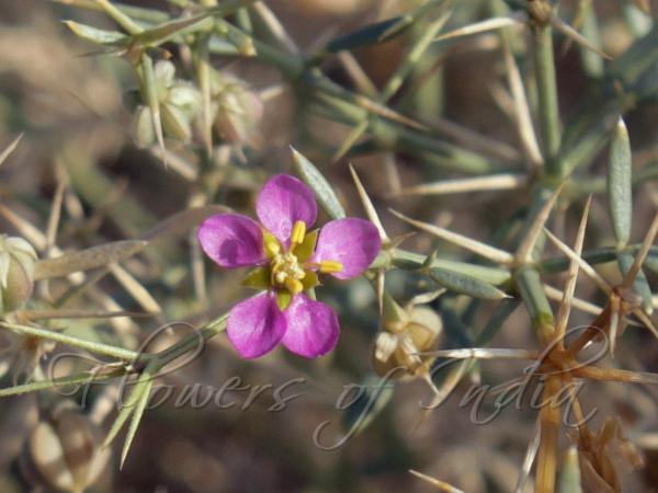 Desert Fagonia